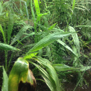 Meet your Posher, Serenity